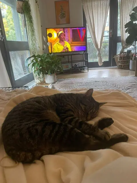 Georgia cat
