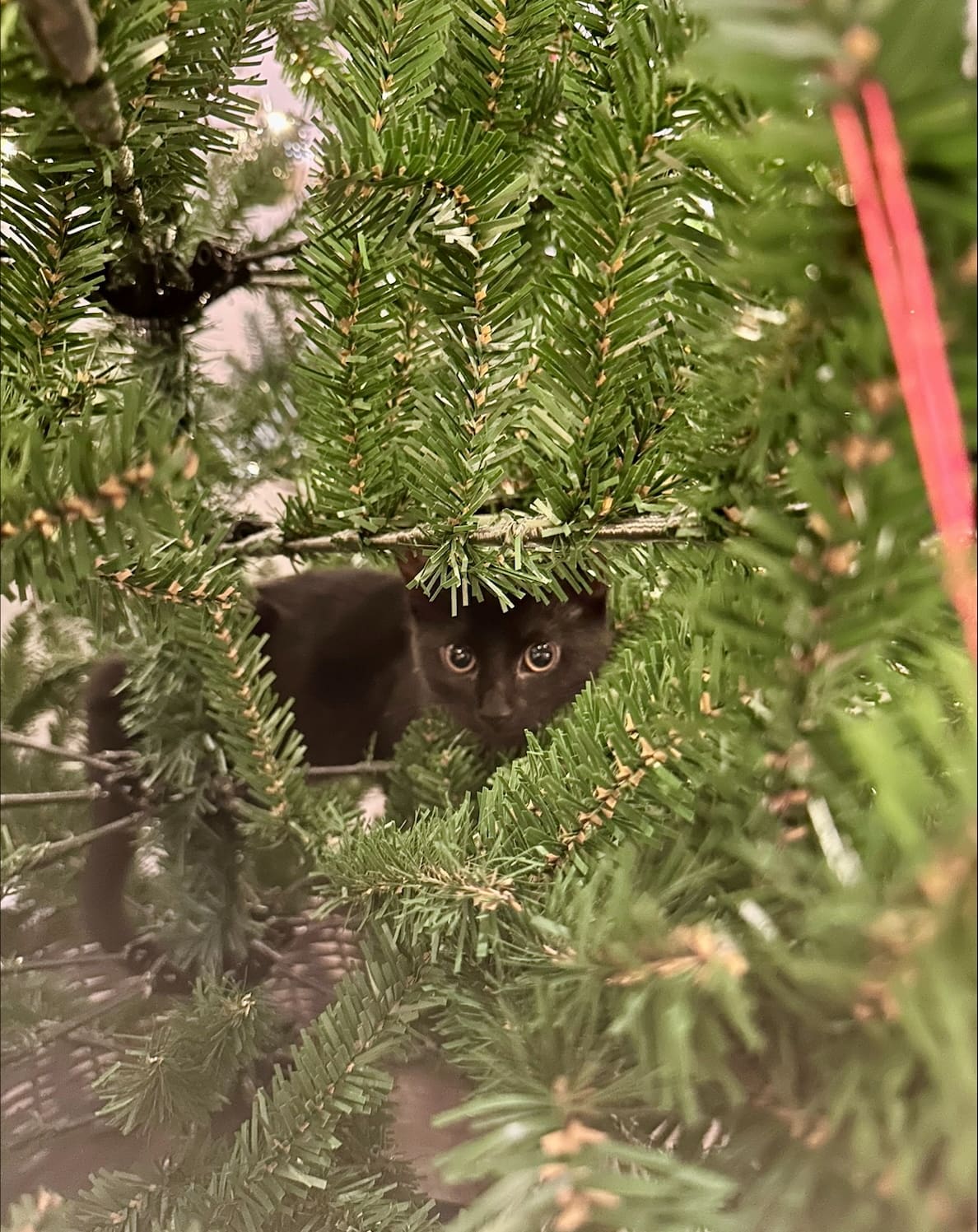 processed-6F9A8BC1-44C2-4490-9541-95AE6DD522C1